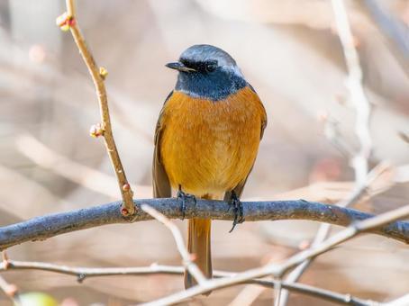 A male Daurian redstart perched on a branch, JPG A male Daurian redstart perched on a branch, JPG