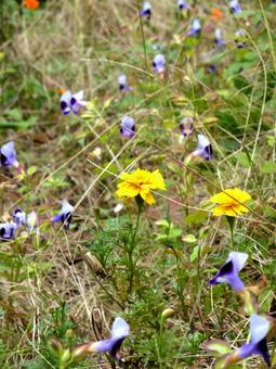 野原に咲くマリーゴールドとハナウリクサ マリーゴールド,ハナウリクサ,花の写真素材