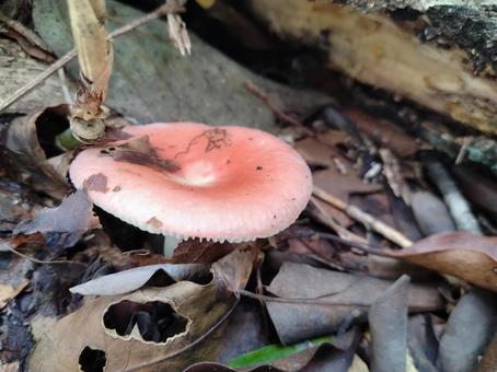 キノコ狩りで見つけたウスベニタケ キノコ狩りで見つけたウスベニタケ ウスベニタケ,キノコ狩り,蒜山の写真素材