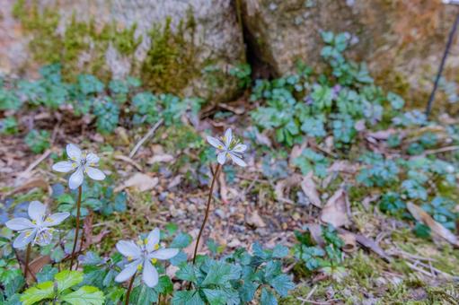 岩肌にひっそりと咲くバイカオウレン 岩肌にひっそりと咲くバイカオウレンの写真
