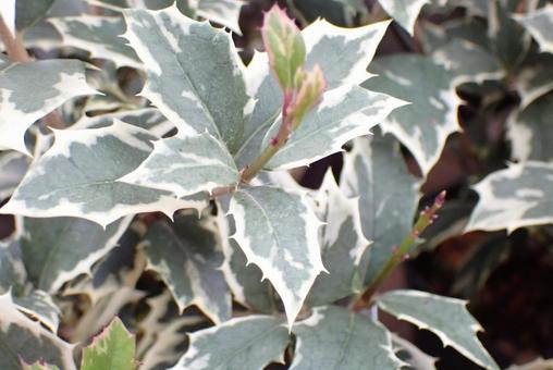 葉 クリスマス,植物,12月の写真素材