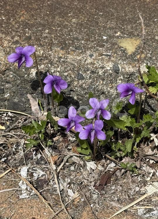 道端のスミレ スミレ,花,すみれの花の写真素材