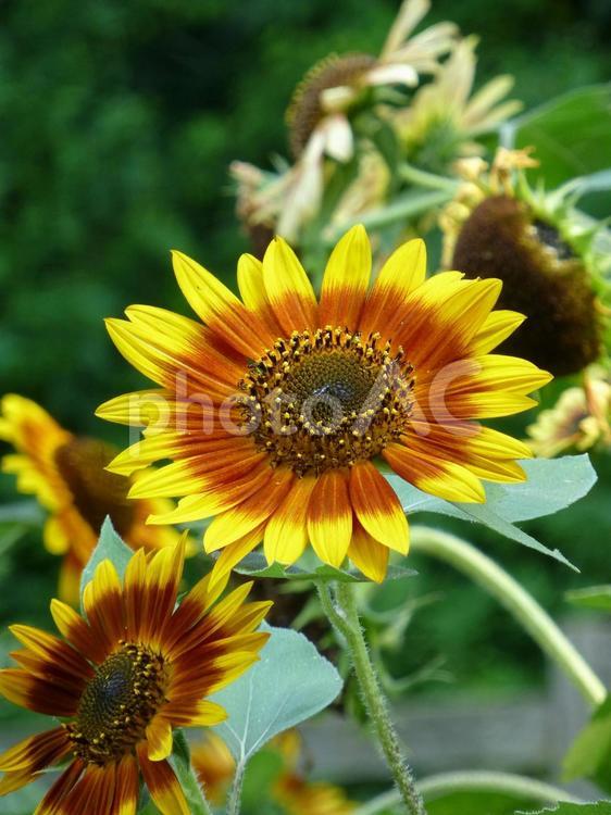 郊外の花壇に咲くヒマワリの花 ヒマワリ,花,植物の写真素材