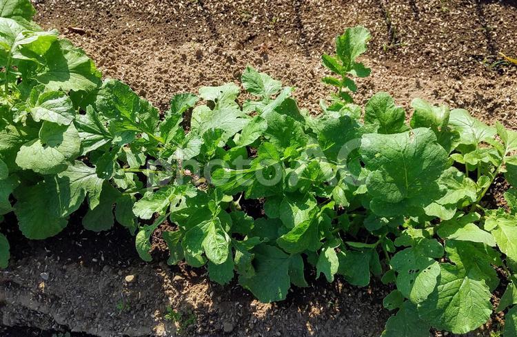 ラディッシュの栽培(上から) ラディッシュ,野菜,栽培の写真素材