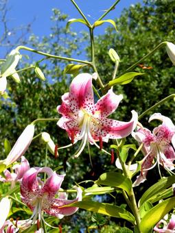 林の斜面に咲くカノコユリ 林の斜面に咲くカノコユリ カノコユリ,花,植物の写真素材