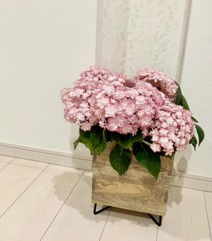 ピンクの紫陽花 ピンクの紫陽花の写真