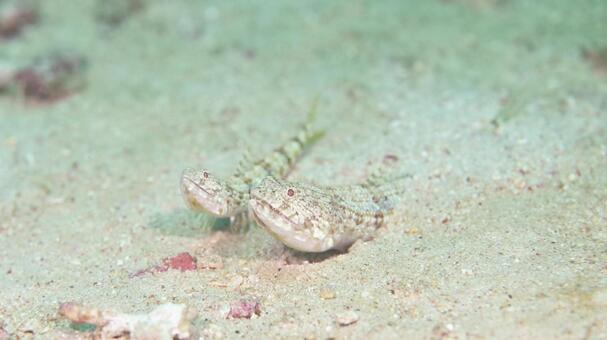 ミナミアカエソ　ペア 　プエルトガレラ ミナミアカエソ,ダイビング,水中写真の写真素材