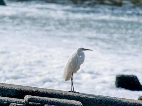 水辺のダイサギ 水辺のダイサギの写真