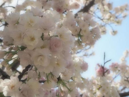 桜 桜の写真