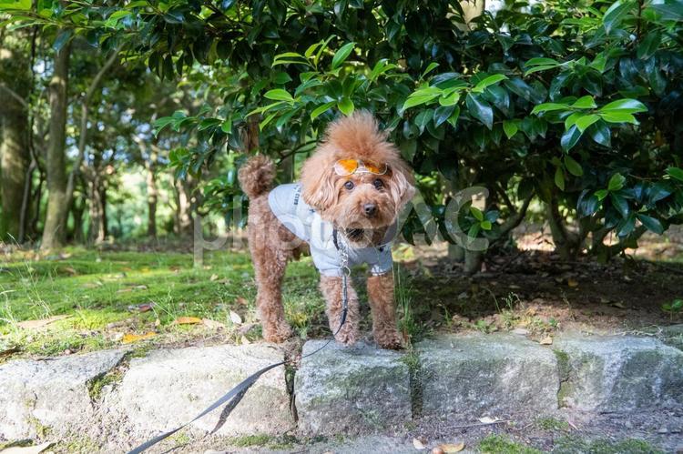 春の公園で散歩するトイプードル トイプードル,トイプー,景色の写真素材