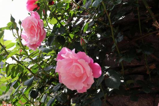 バラ・薔薇 ニュードーン バラ・薔薇 ニュードーン ニュードーン,new,dawnの写真素材