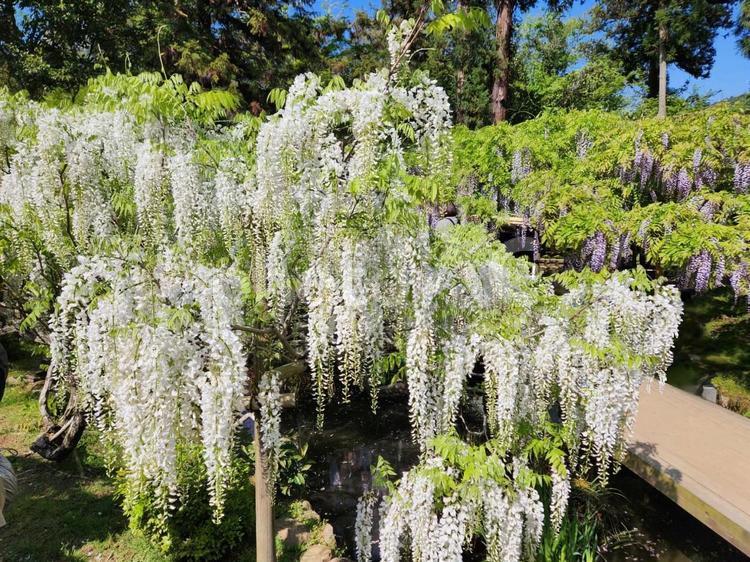 藤のはな 藤の花,藤棚,花の写真素材