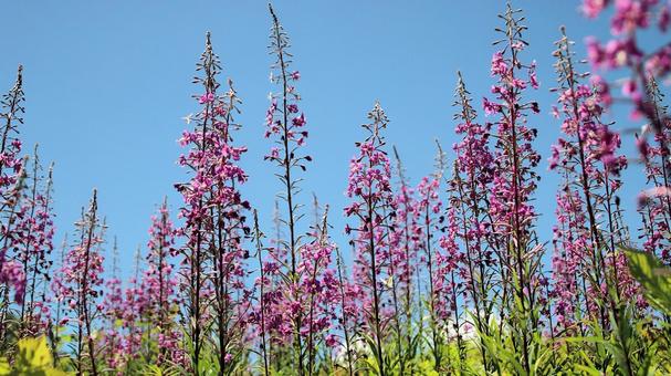 白馬五竜高山植物園 ヤナギラン 白馬五竜高山植物園 ヤナギランの写真
