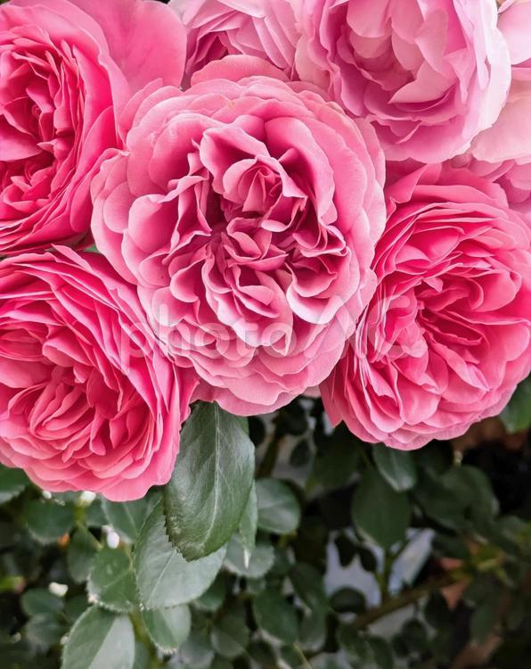 バラ　薔薇 薔薇,バラ,ピンクの写真素材