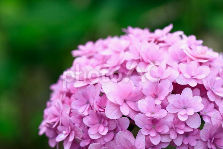 ピンクのあじさい（てまりてまり） あじさい,紫陽花,テマリテマリの写真素材