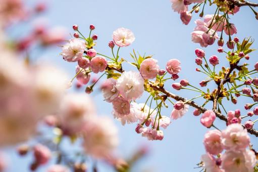 Double Cherry Blossoms⑺, JPG Double Cherry Blossoms⑺, JPG