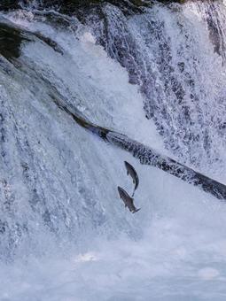 Photo, cherry salmon, sakura falls, waterfall, 