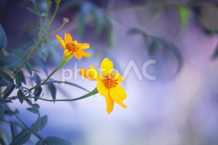 青く美しい背景と黄色い花 花,植物,黄色の写真素材