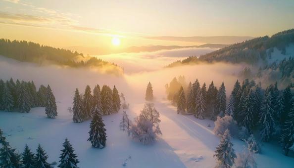 モヤのかかった美しい森の風景 モヤのかかった美しい森の風景の写真