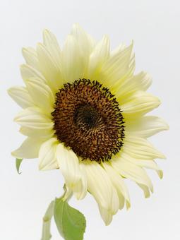 クリーム色の向日葵 クリーム色の向日葵 花,植物,ひまわりの写真素材