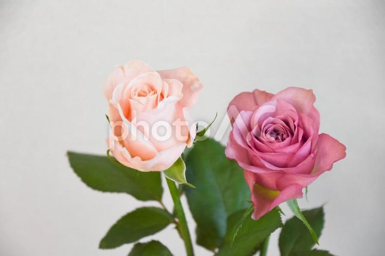 ピンクと紫のばら ピンク,紫,花の写真素材