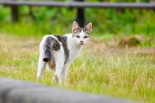 猫(164) 猫(164) 猫,食肉目,ネコ科の写真素材