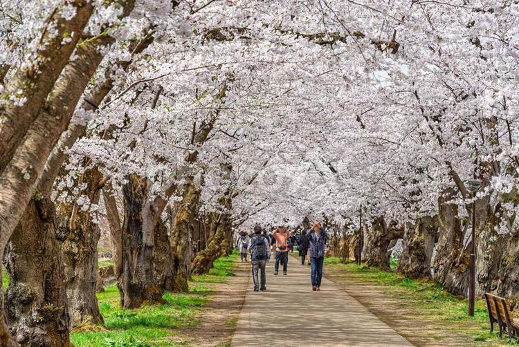 弘前城　桜のトンネルを鑑賞する観光客 桜,花びら,ソメイヨシノの写真素材