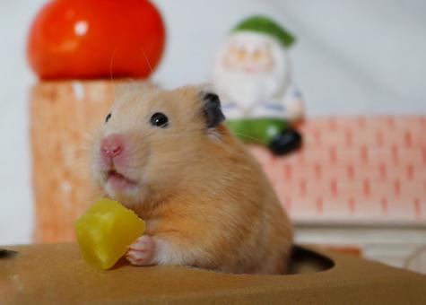 美味しいものを食べて幸せなハムスター ハムスター,おやつ,キンクマハムスターの写真素材