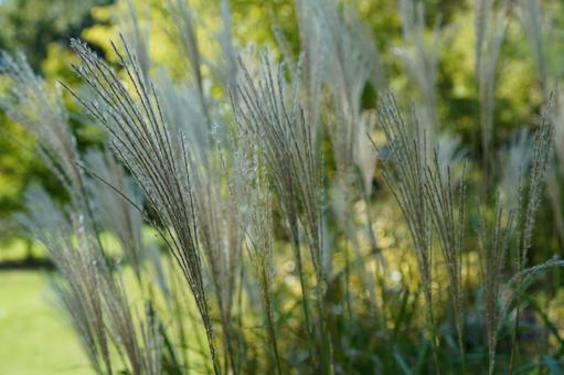 Pampas grass, JPG