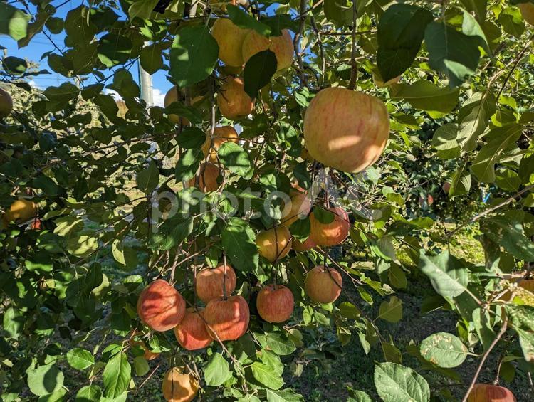 秋　りんご　りんご狩り　南信州飯田 秋,りんご,リンゴ狩りの写真素材