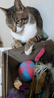 遊んでほしい保護猫 遊んでほしい保護猫 猫,ネコ,catの写真素材