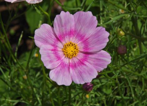 コスモス ハッピー・リング コスモス,ハッピー,リングの写真素材