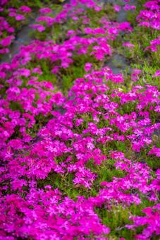 鮮烈なピンクのシバザクラ シバザクラ,芝桜,フロックスの写真素材