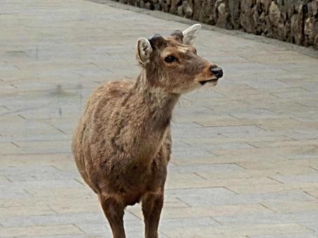 【動物の写真】奈良公園のシカ 鹿,シカ,奈良の写真素材