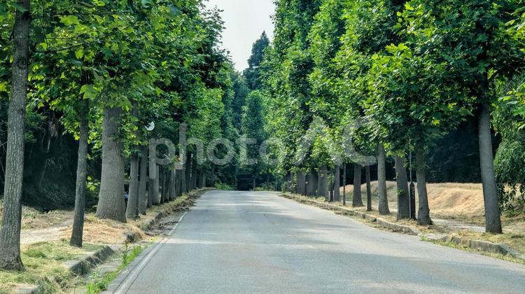 初夏の並木、ドライブロード 道,道路,並木道の写真素材