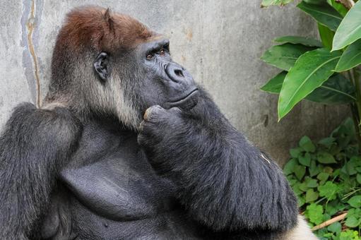 ニシゴリラ ニシゴリラ ニシゴリラ,ニシローランドゴリラ,アフリカの写真素材