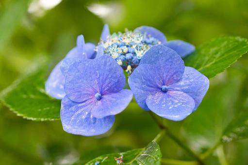 紫陽花 紫陽花の写真