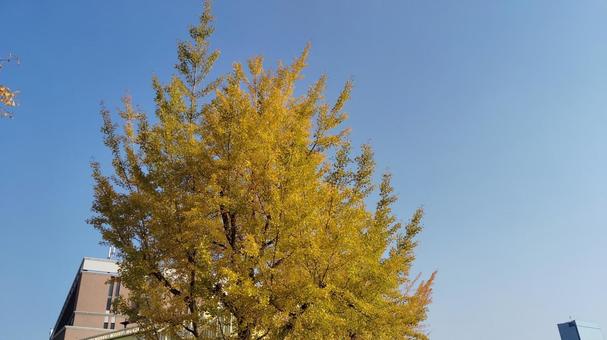 紅葉 黄色,青,晴天の写真素材