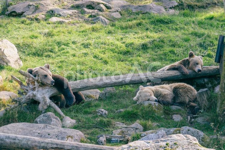 3頭のブラウンベアの穏やかな昼下がり ブラウンベア,熊,クマの写真素材