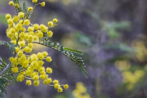 ミモザの花のクローズアップ ミモザ,花,春の写真素材