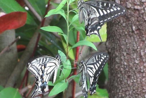 Photo, namiageha, swallowtail butterfly, butterfly, 