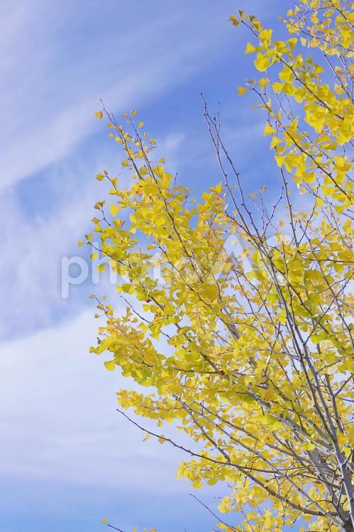秋の空と黄色いイチョウの縦の画像 秋,イチョウ,青空の写真素材