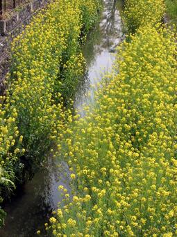 Photo, rape blossoms, chuan, spring, 