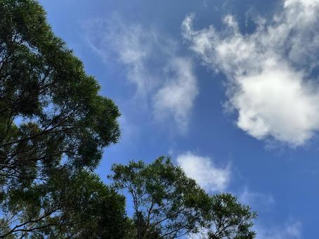 青空 青空の写真
