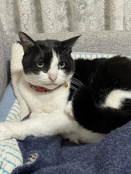 くつろぐ猫 ねこ,ネコ,ペットの写真素材