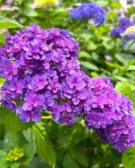 あじさい あじさい,風景,むらさきの写真素材