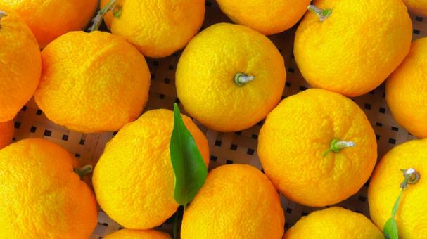 ゆず ゆず,柑橘系,柑橘類の写真素材