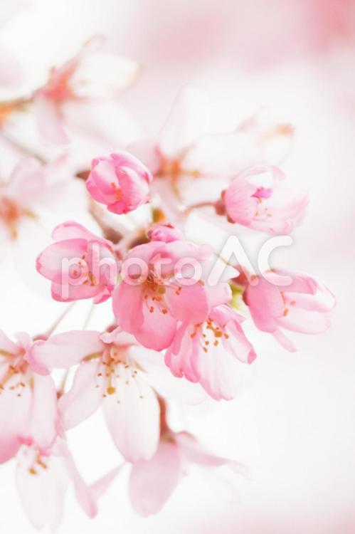 ピンクの桜07 桜,さくら,サクラの写真素材