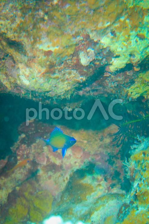 アマミスズメダイ幼魚２ アマミスズメダイ,アマミスズメダイ幼魚,幼魚の写真素材