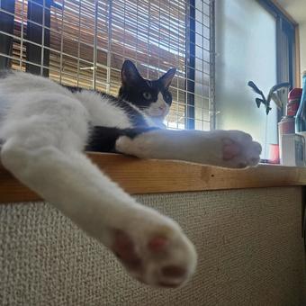 ハチワレ母猫の肉球 ハチワレ母猫の肉球の写真